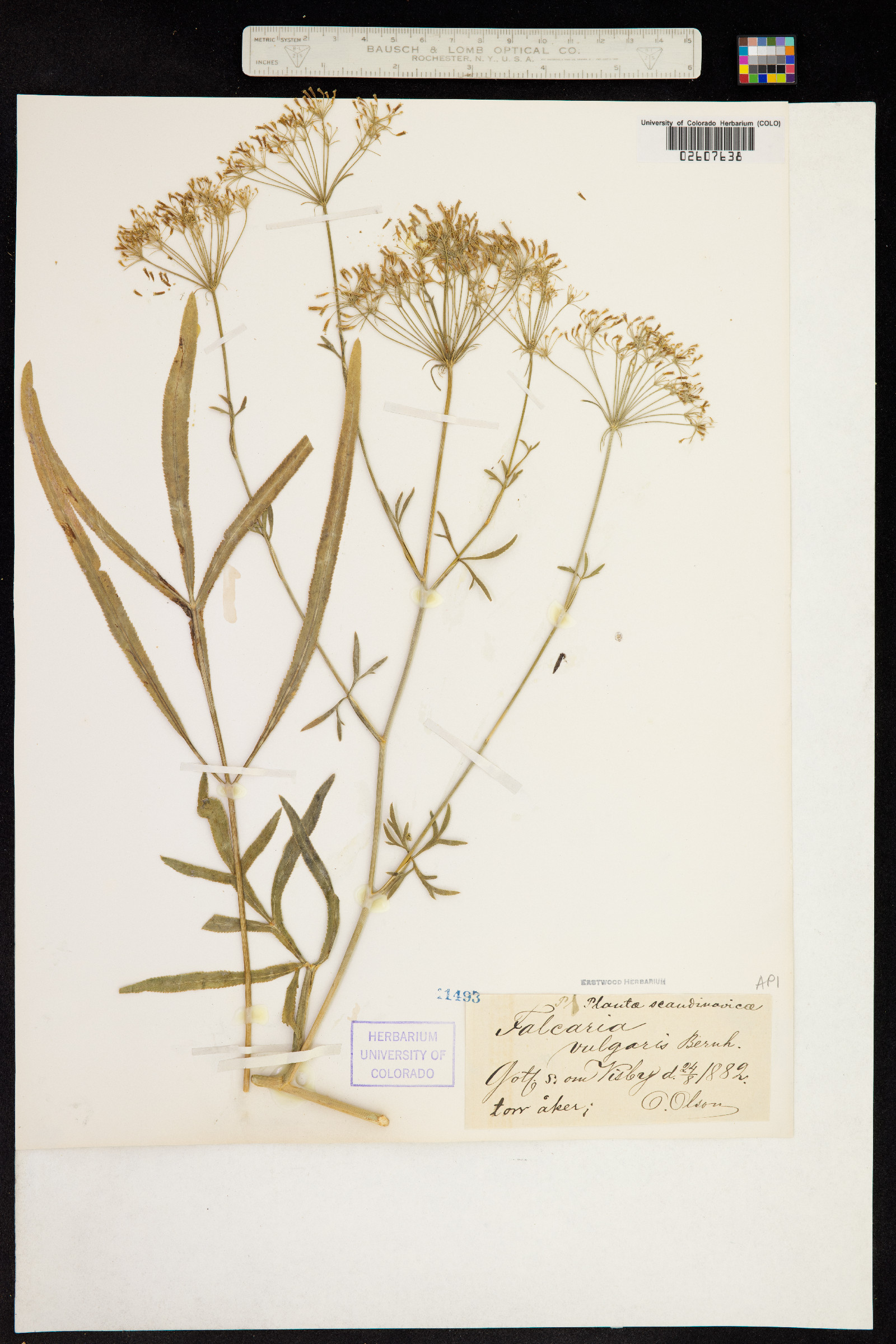 Falcaria vulgaris image