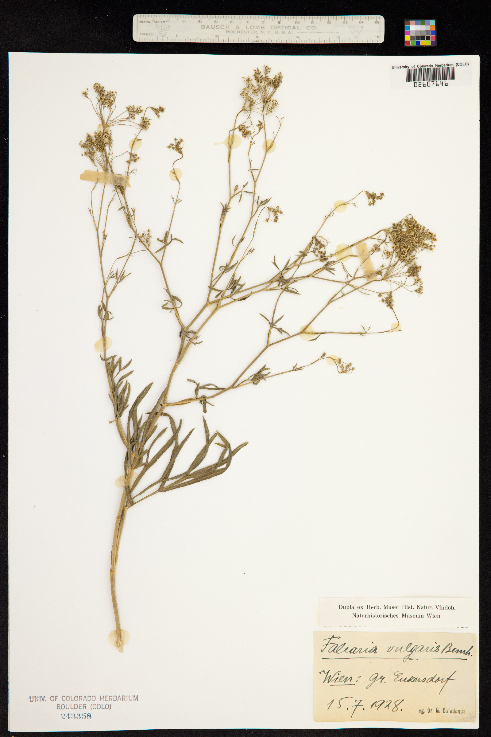 Falcaria vulgaris image