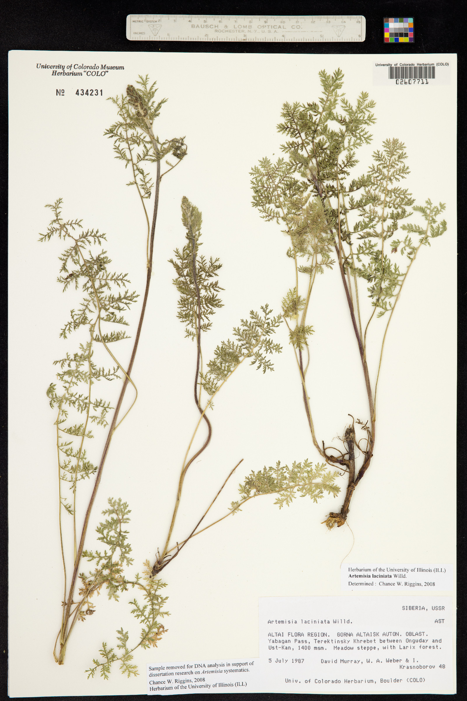 Artemisia laciniata image