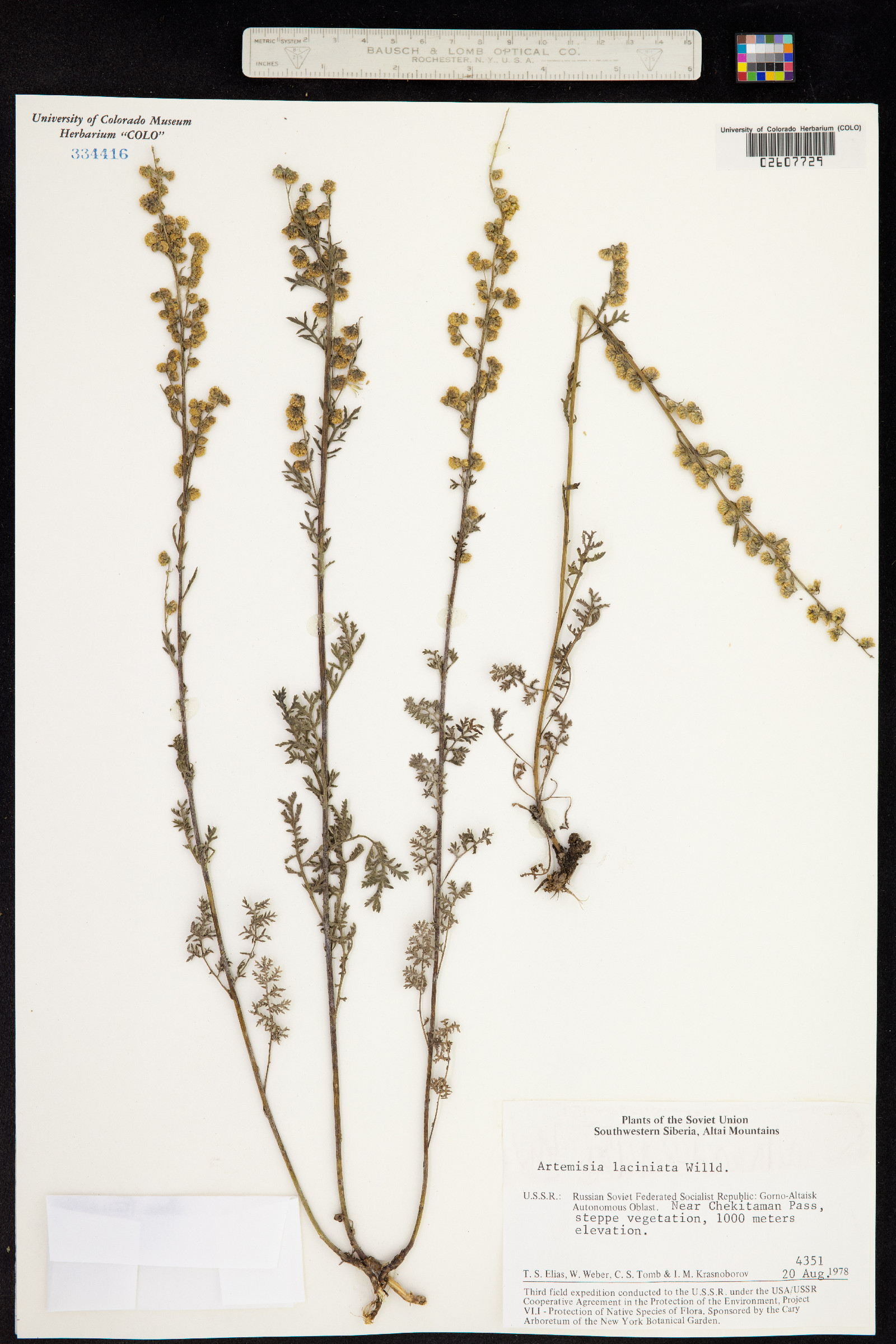 Artemisia laciniata image