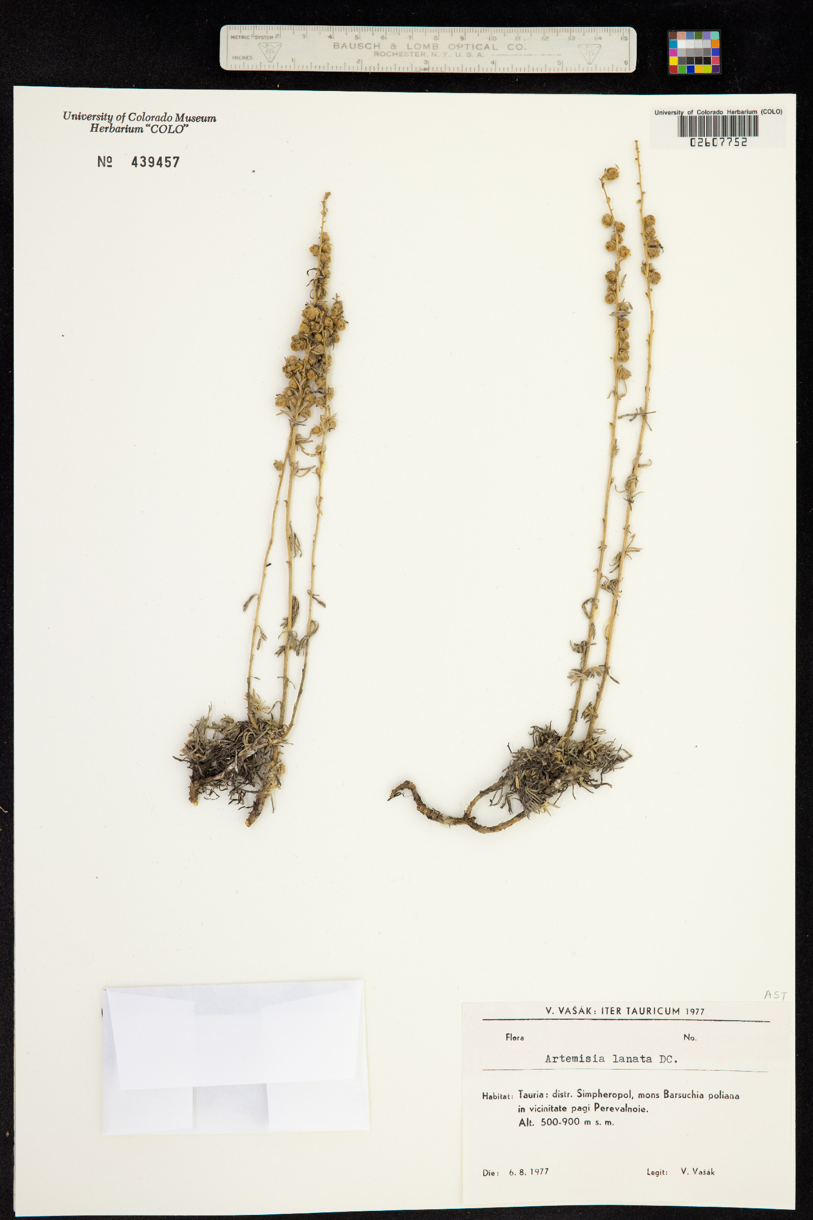 Artemisia campestris subsp. variabilis image