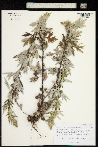 Artemisia mongolica image