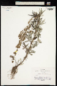 Image of Artemisia mongolica