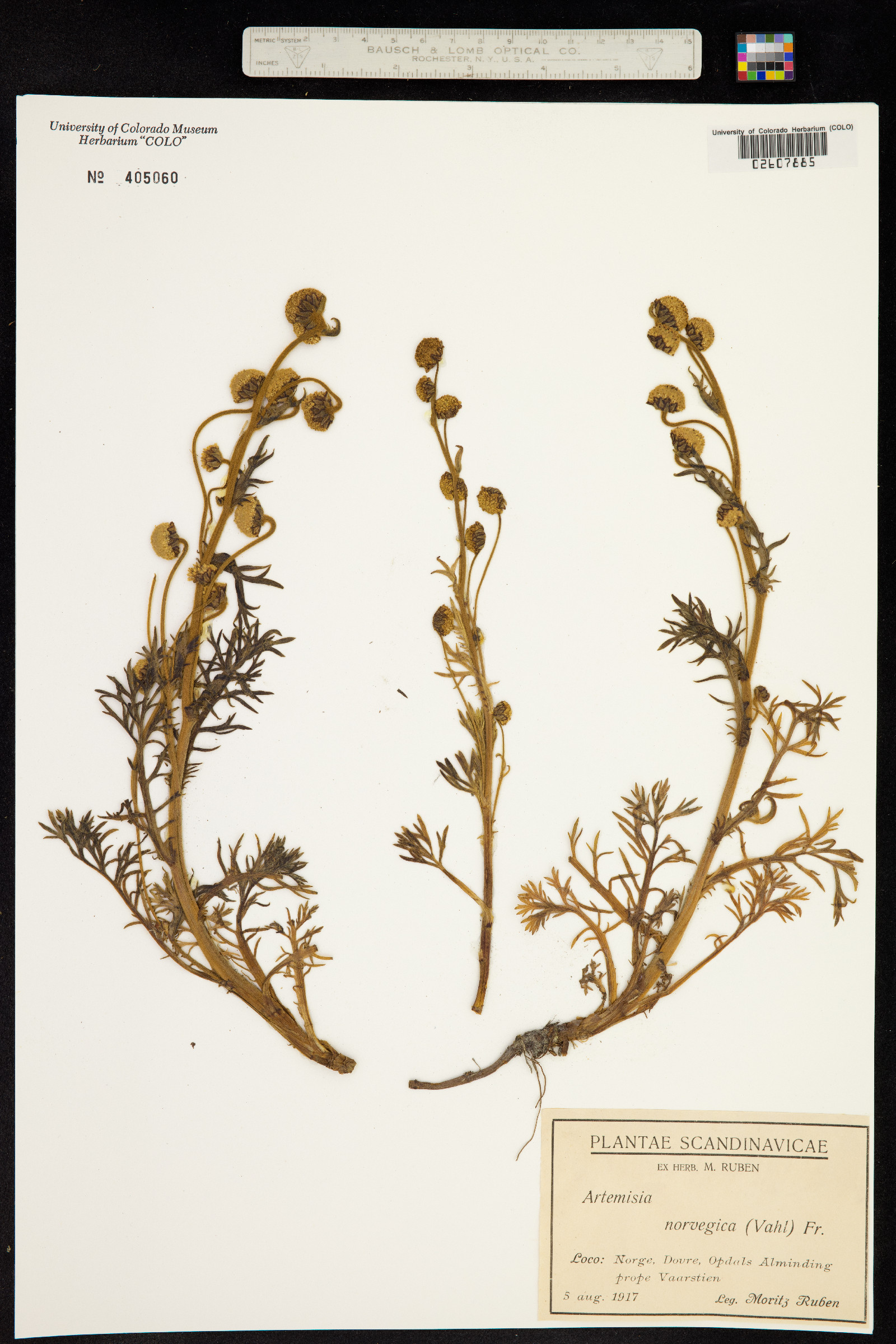 Artemisia norvegica image