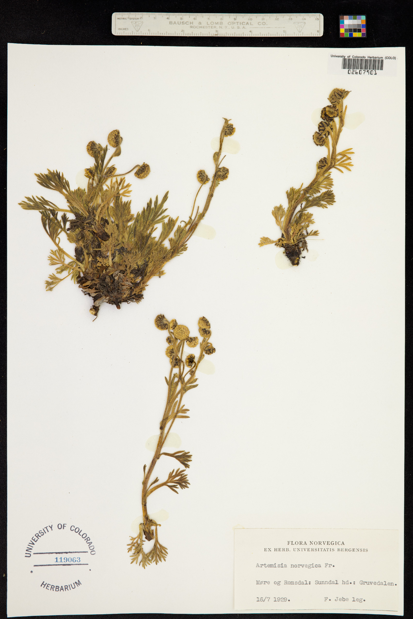 Artemisia norvegica image