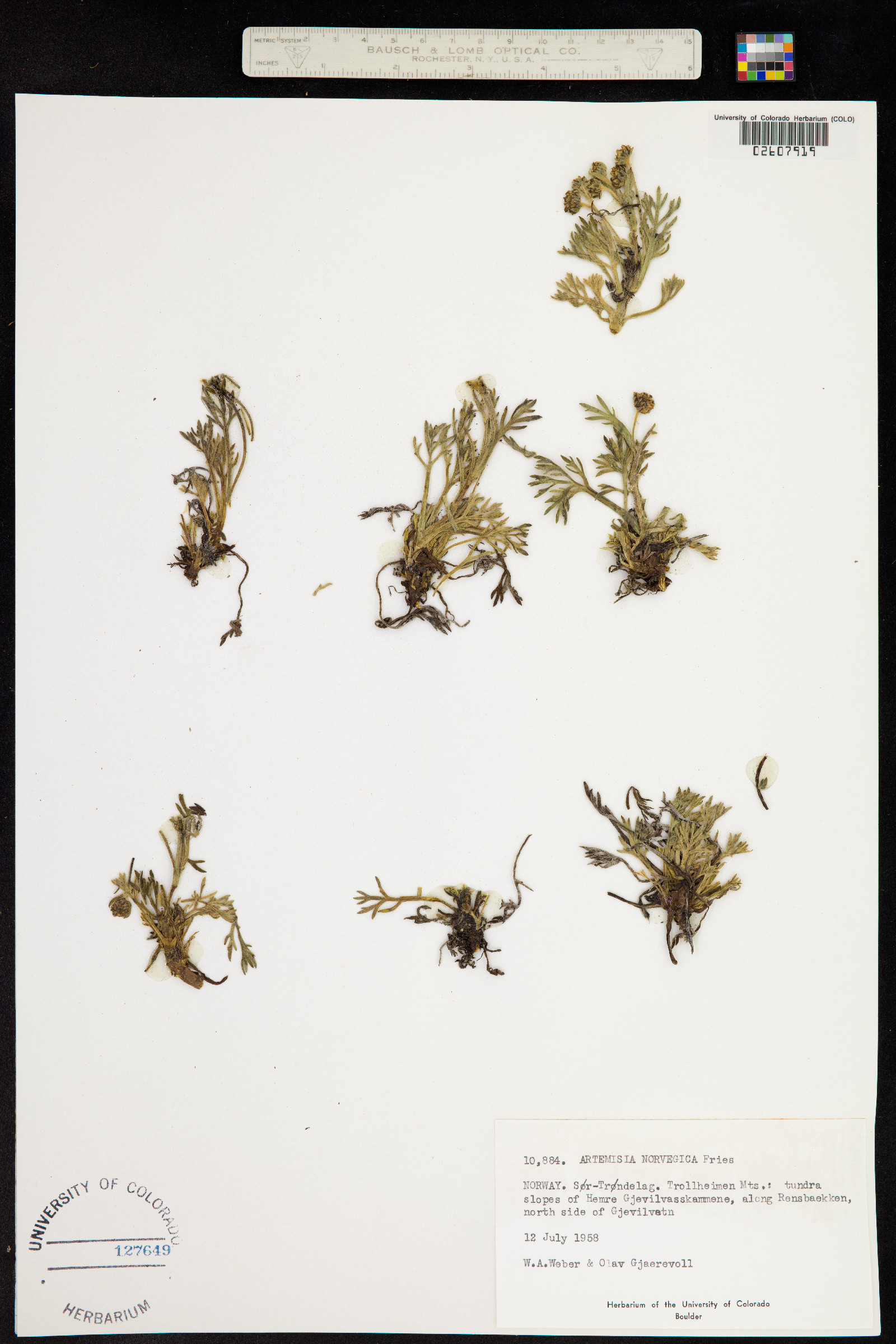 Artemisia norvegica image