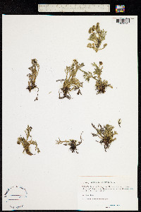 Image of Artemisia norvegica