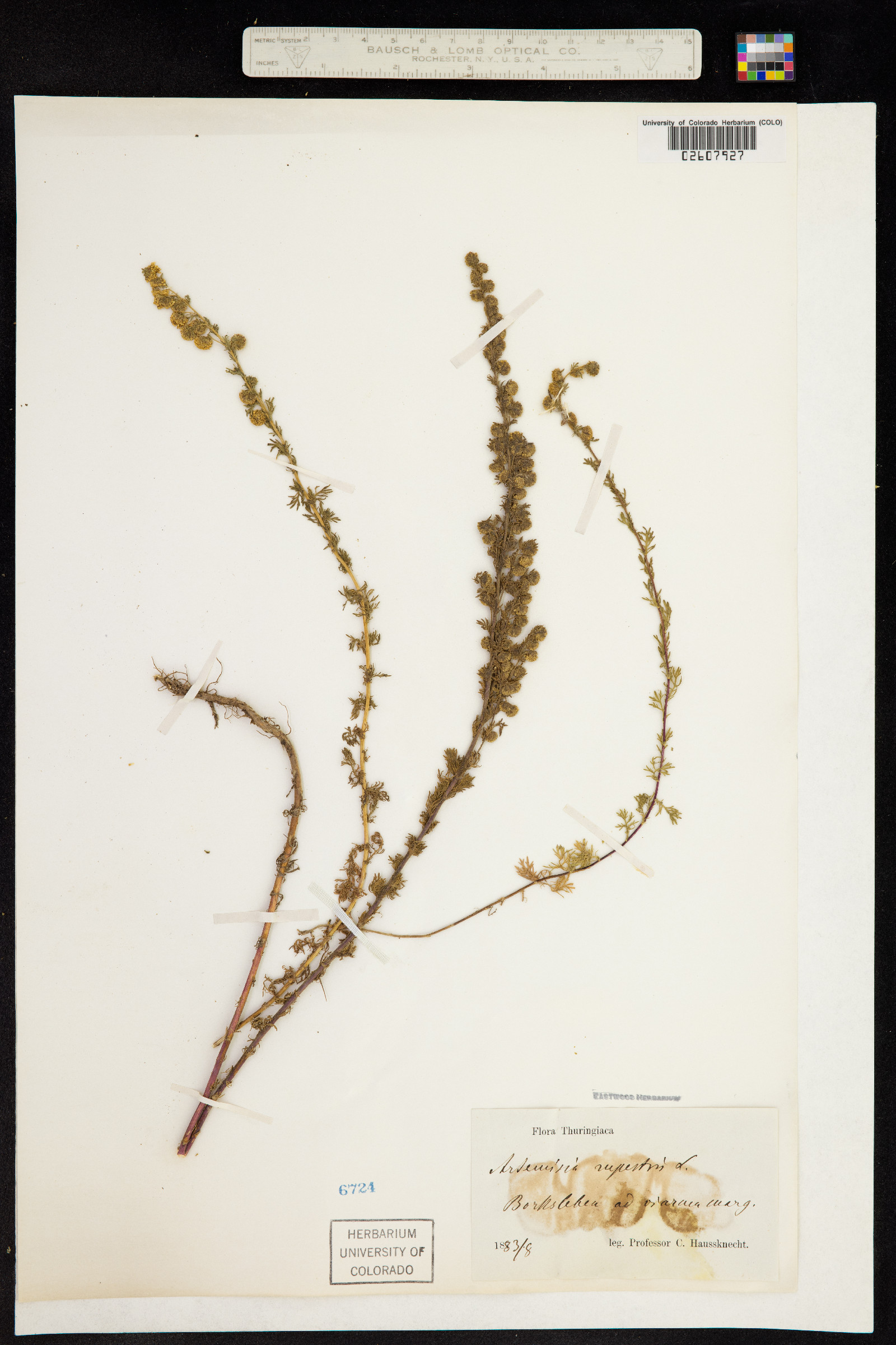 Artemisia rupestris image