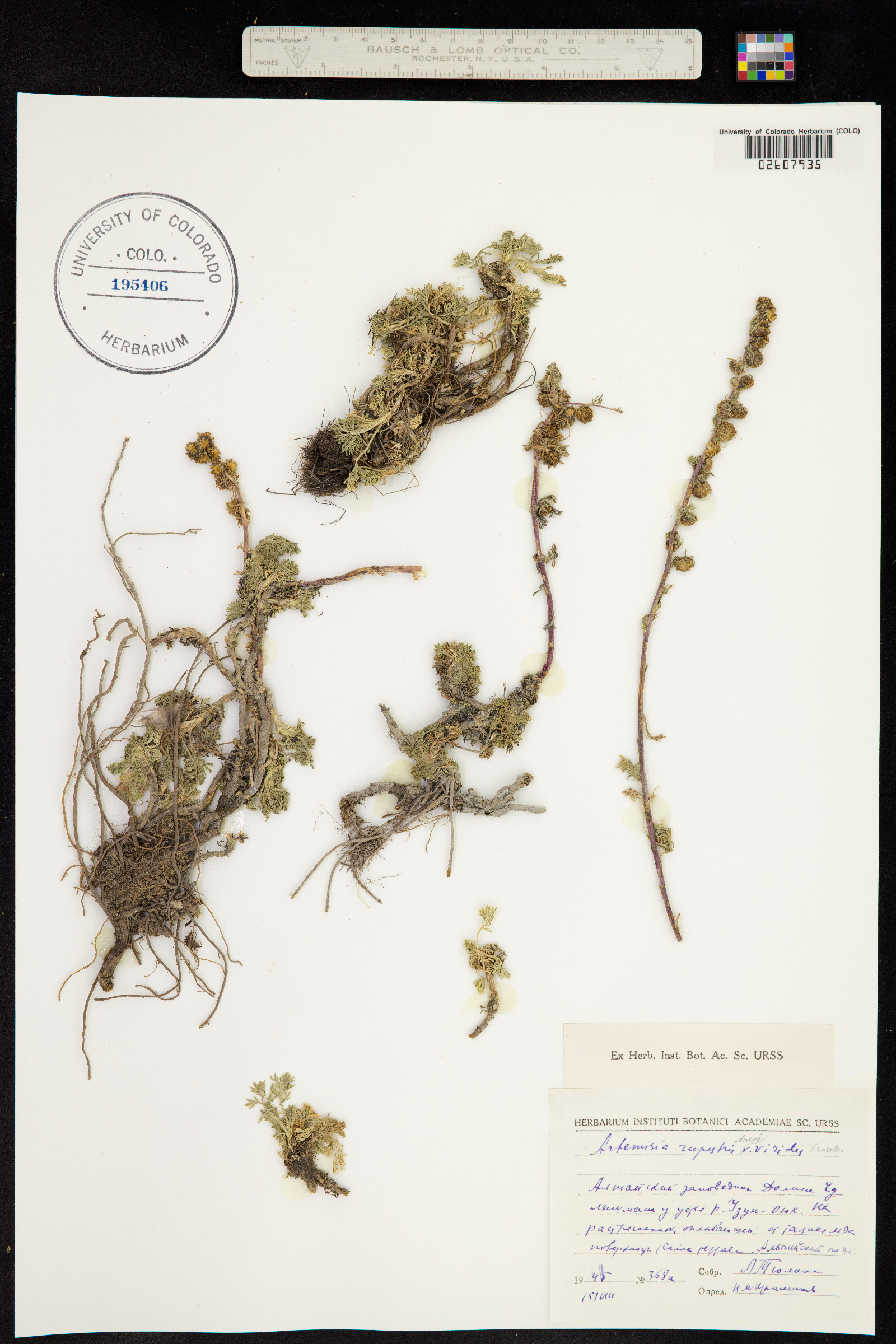 Artemisia rupestris image