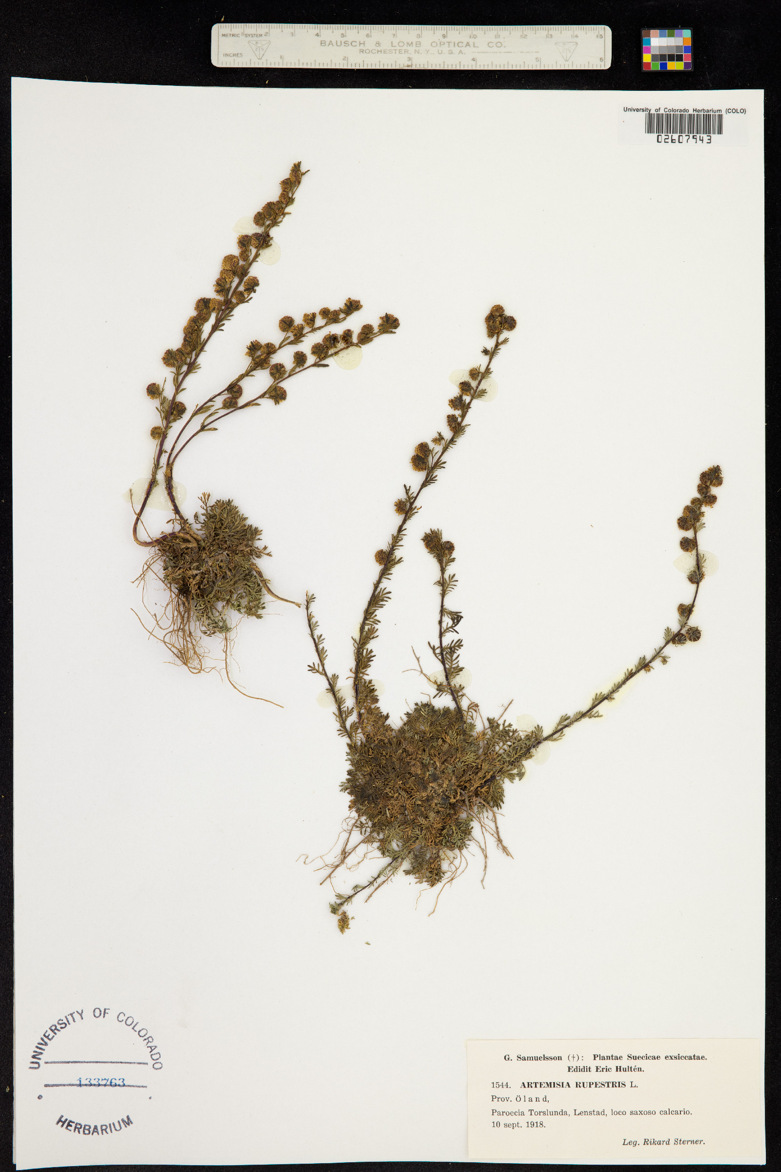 Artemisia rupestris image