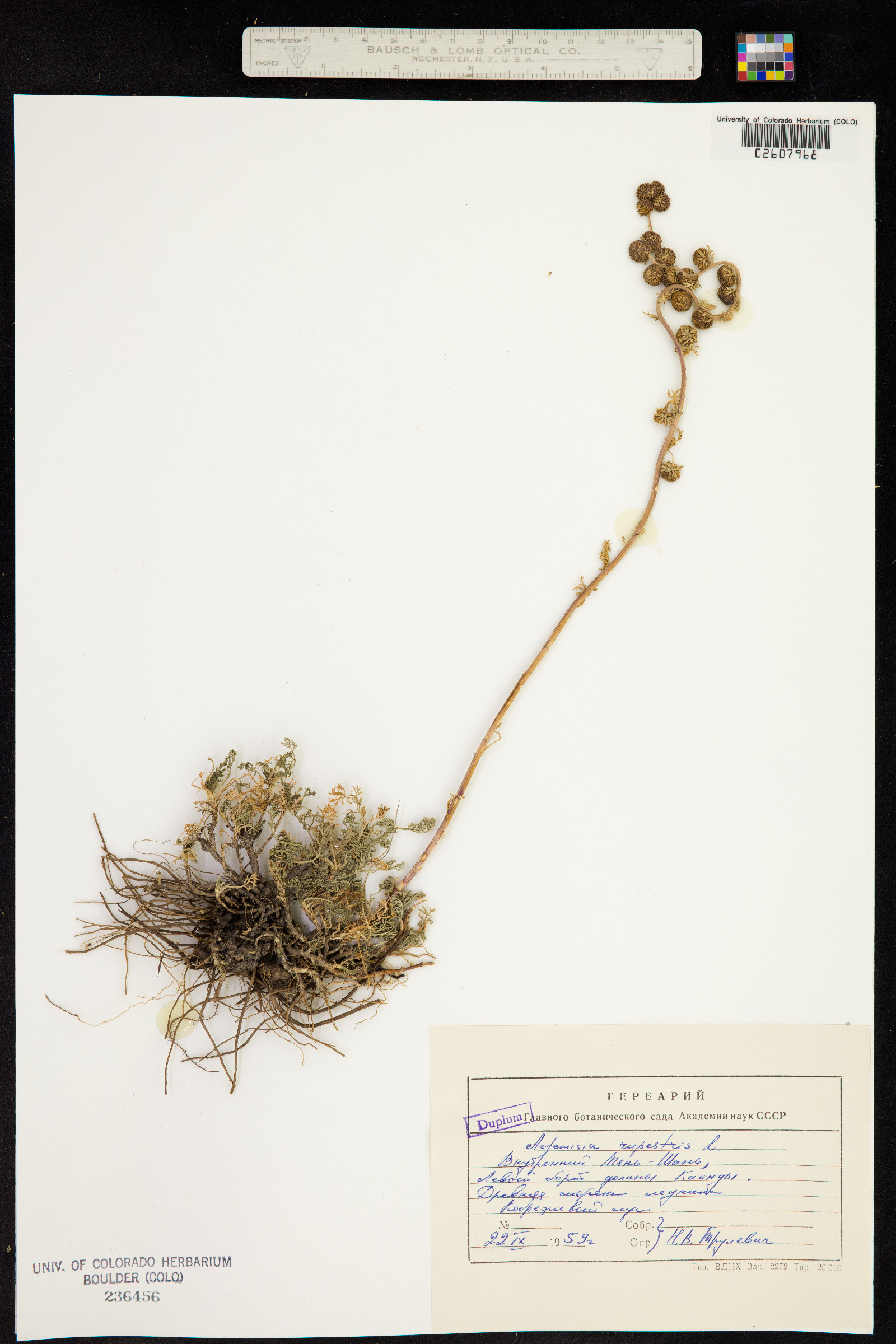 Artemisia rupestris image