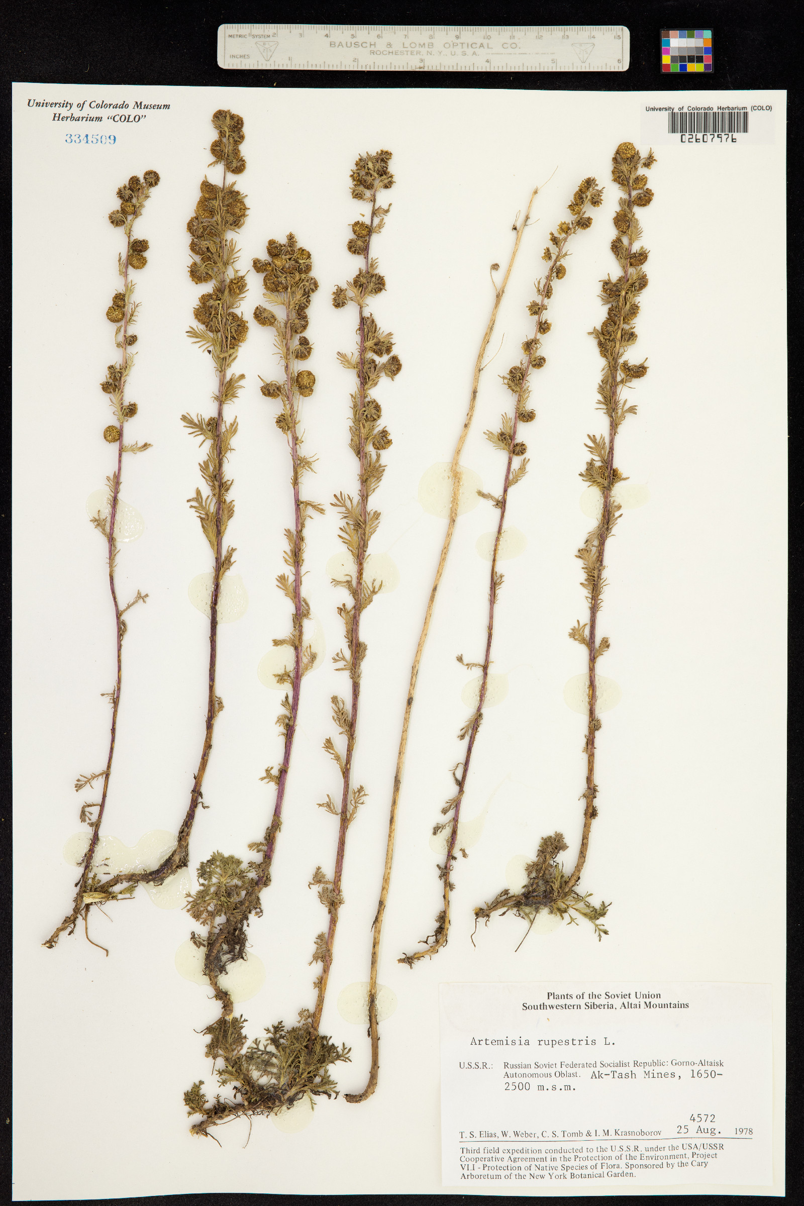 Artemisia rupestris image