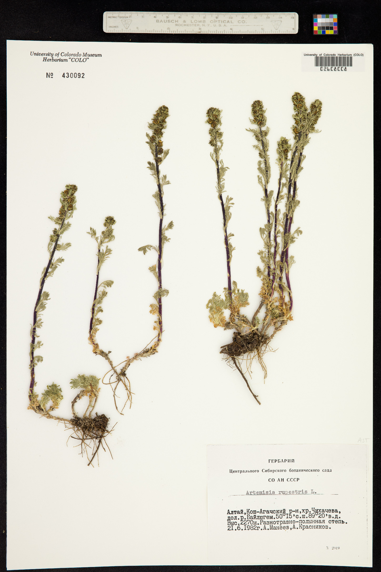 Artemisia rupestris image