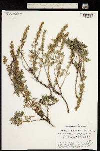 Artemisia santolinifolia image