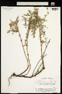 Artemisia santolinifolia image