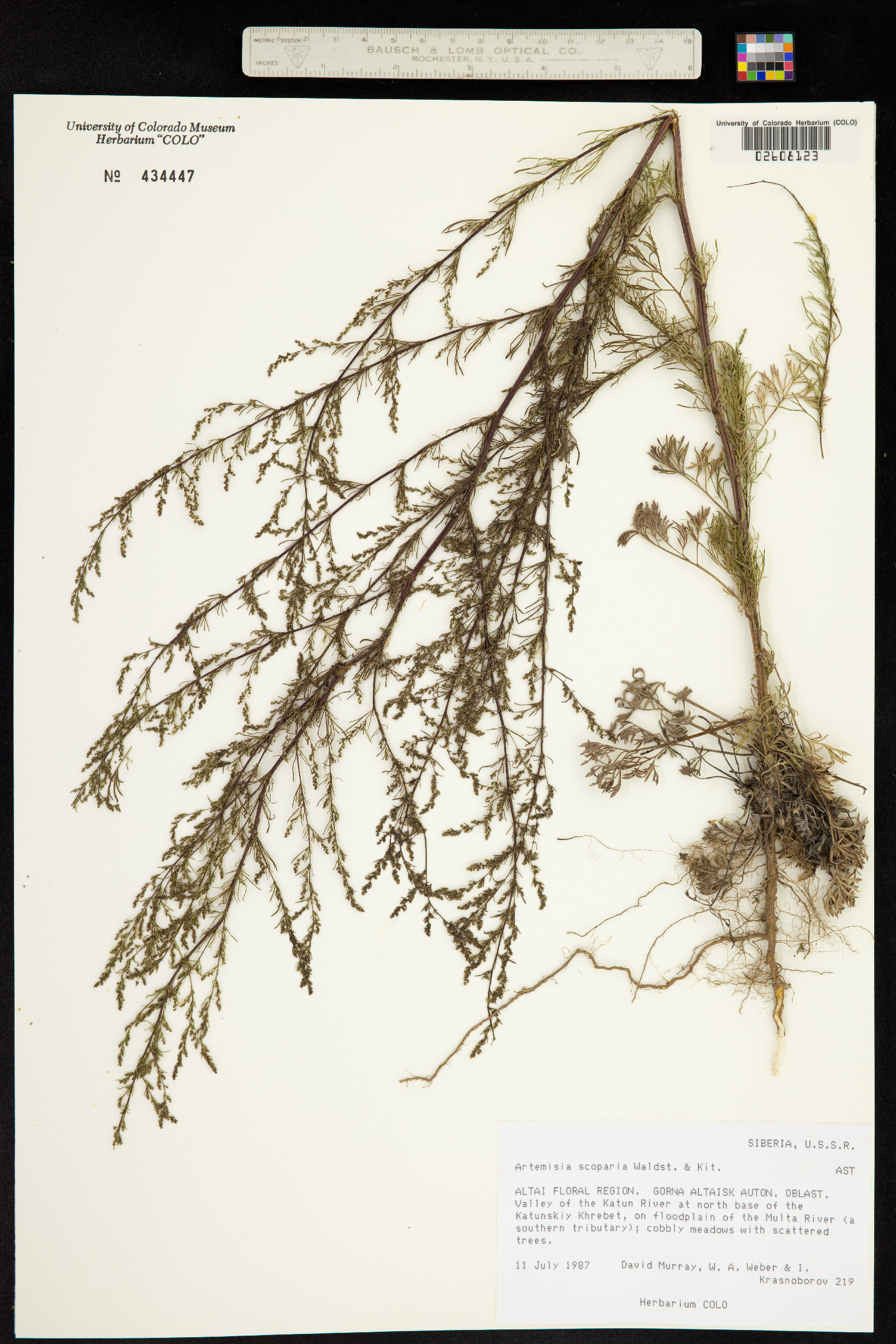 Artemisia scoparia image