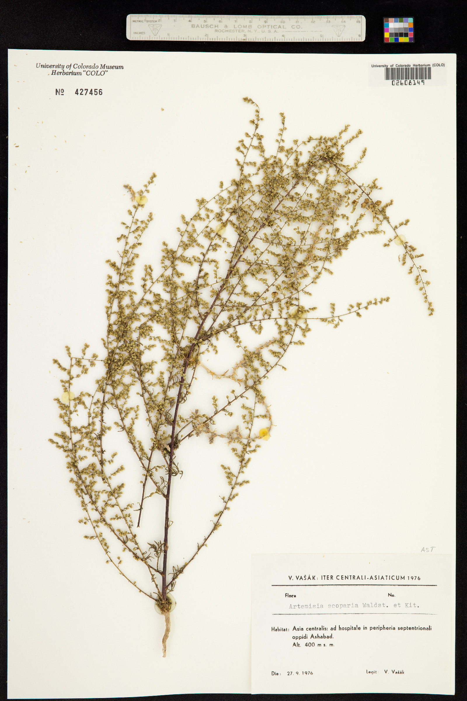 Artemisia scoparia image