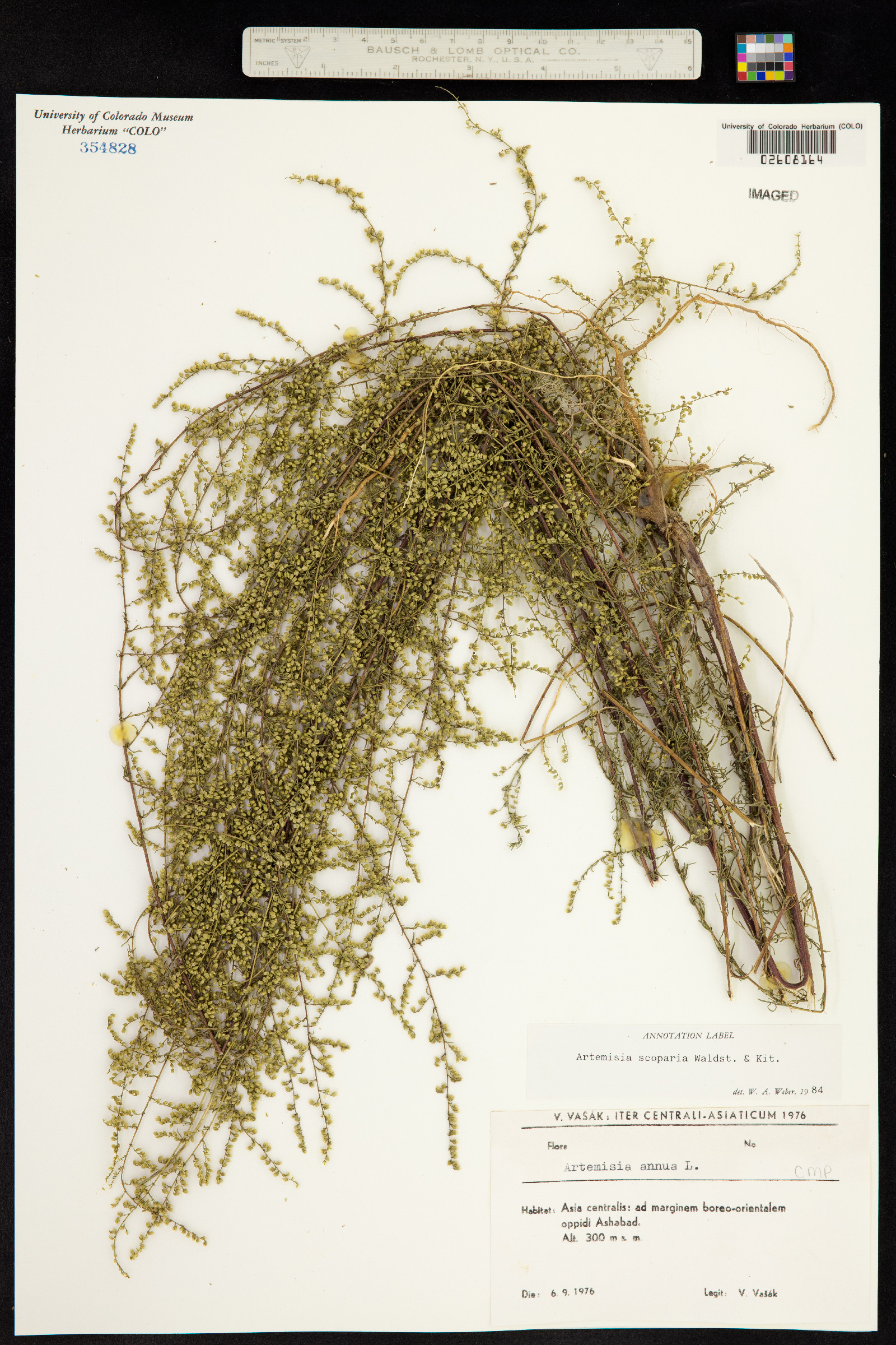 Artemisia scoparia image