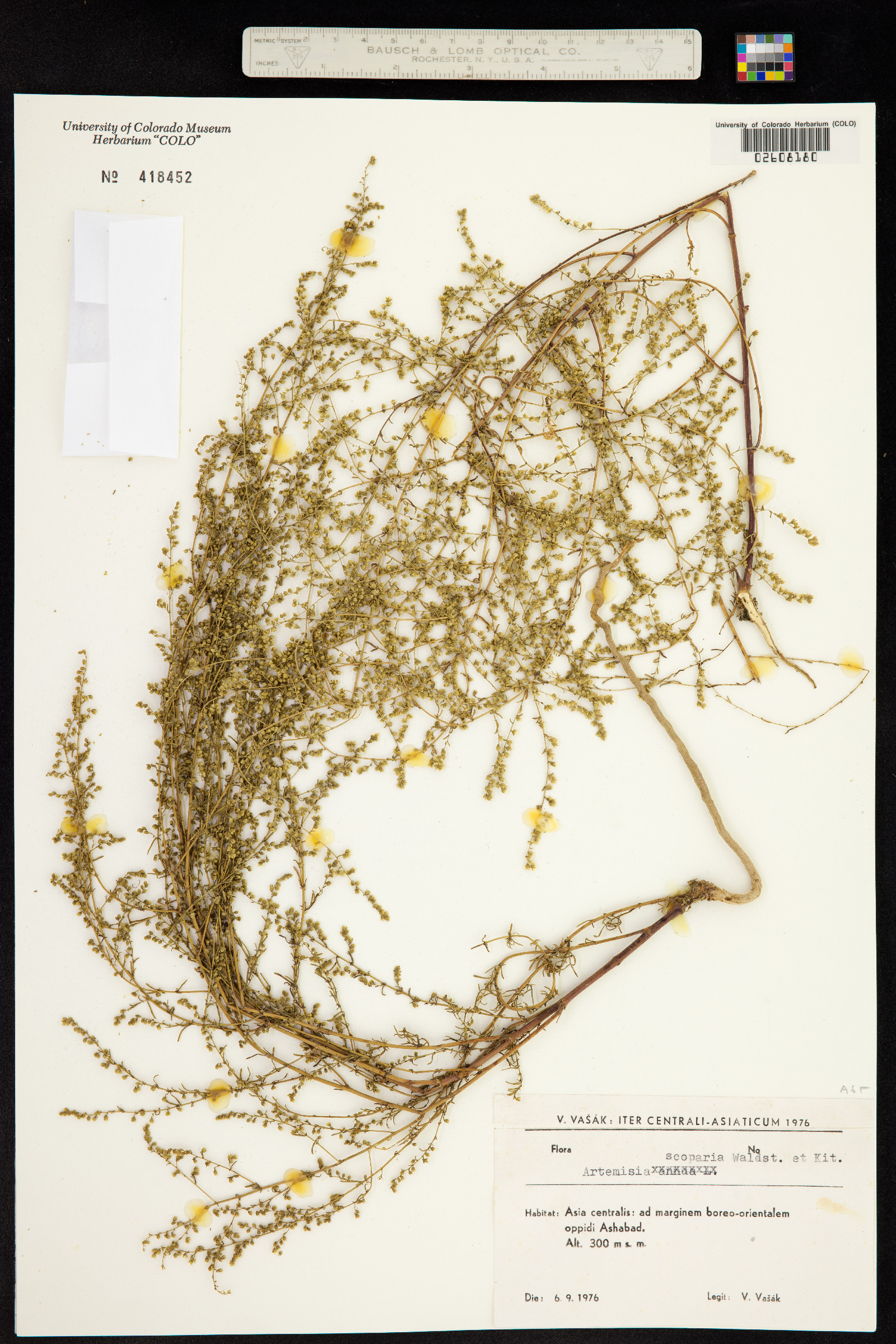 Artemisia scoparia image