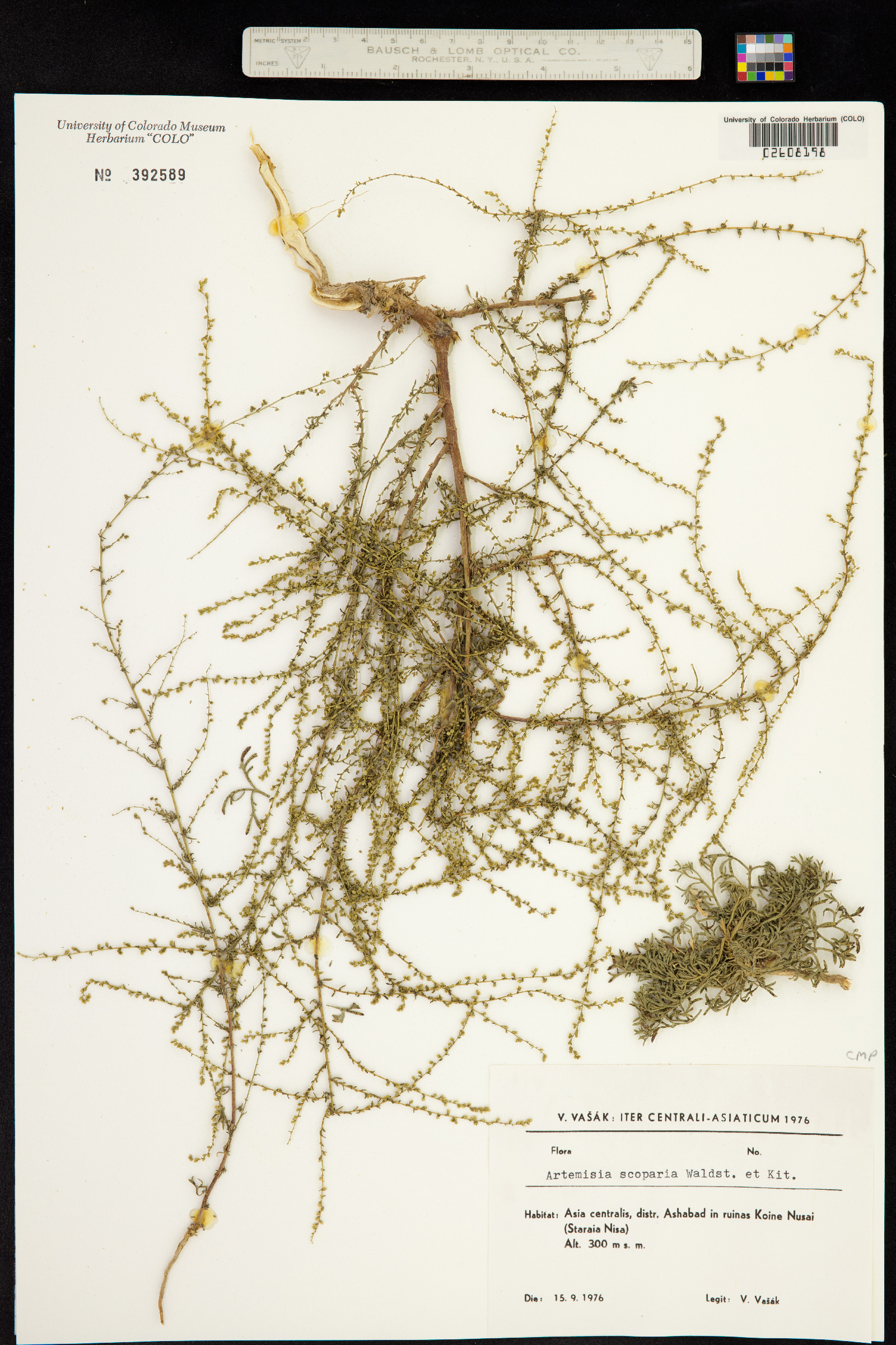 Artemisia scoparia image