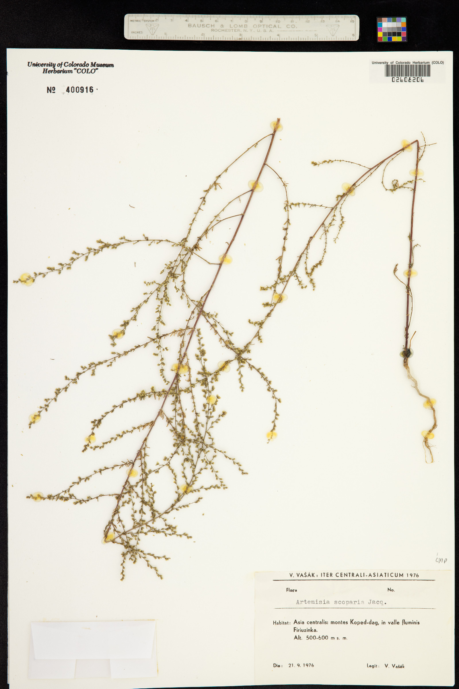Artemisia scoparia image
