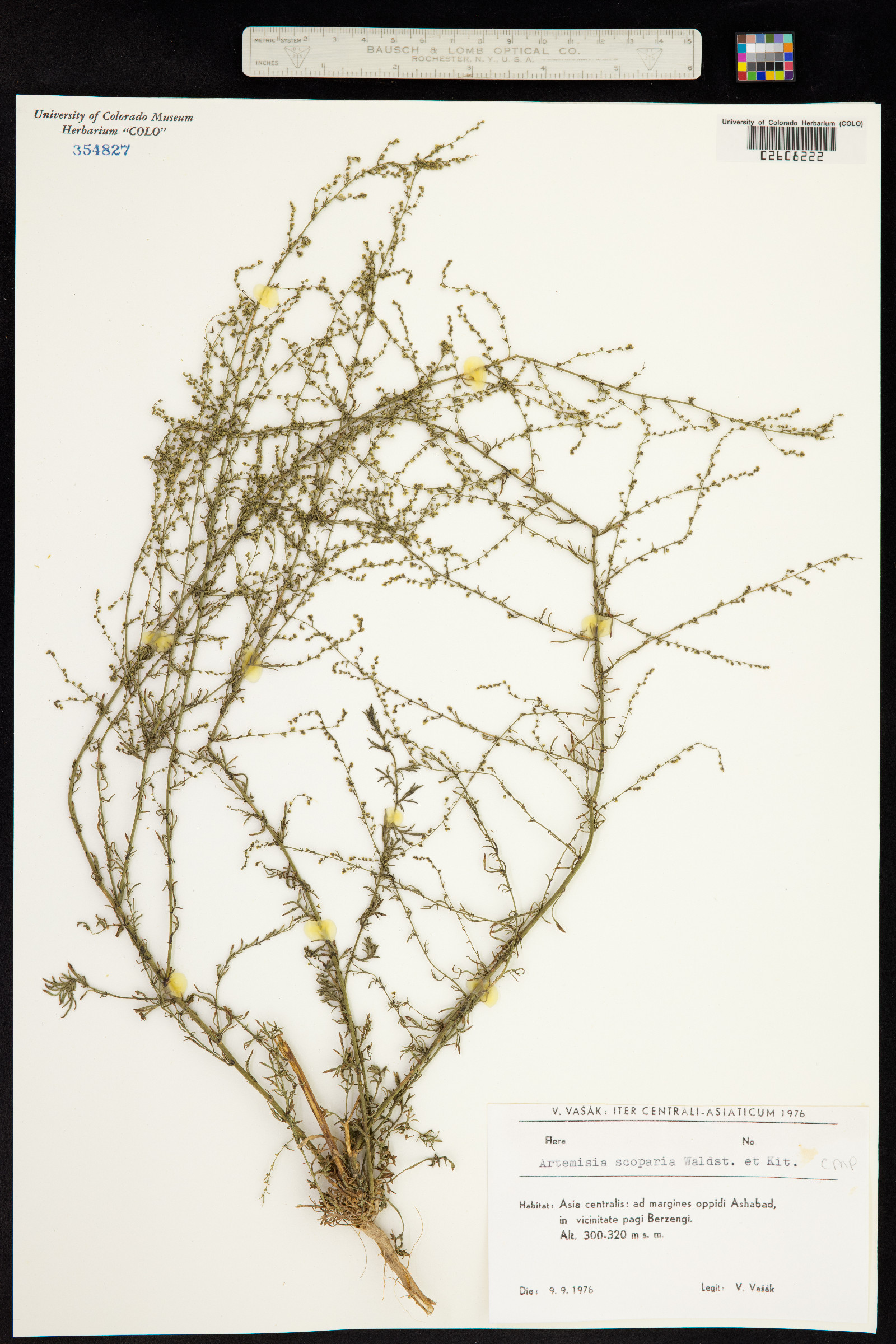 Artemisia scoparia image