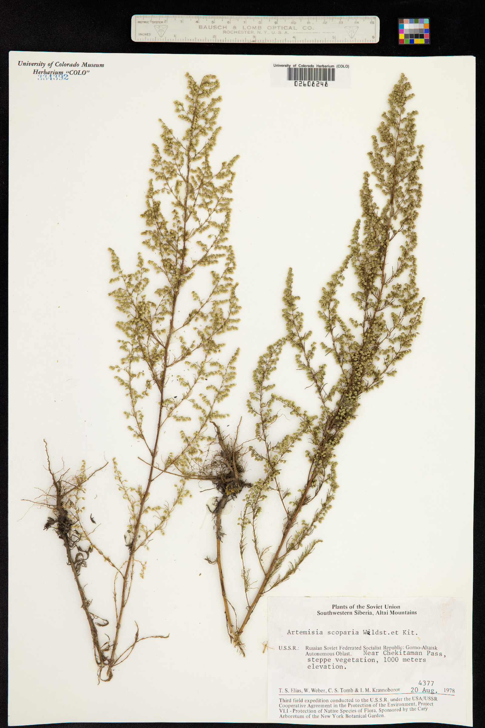 Artemisia scoparia image