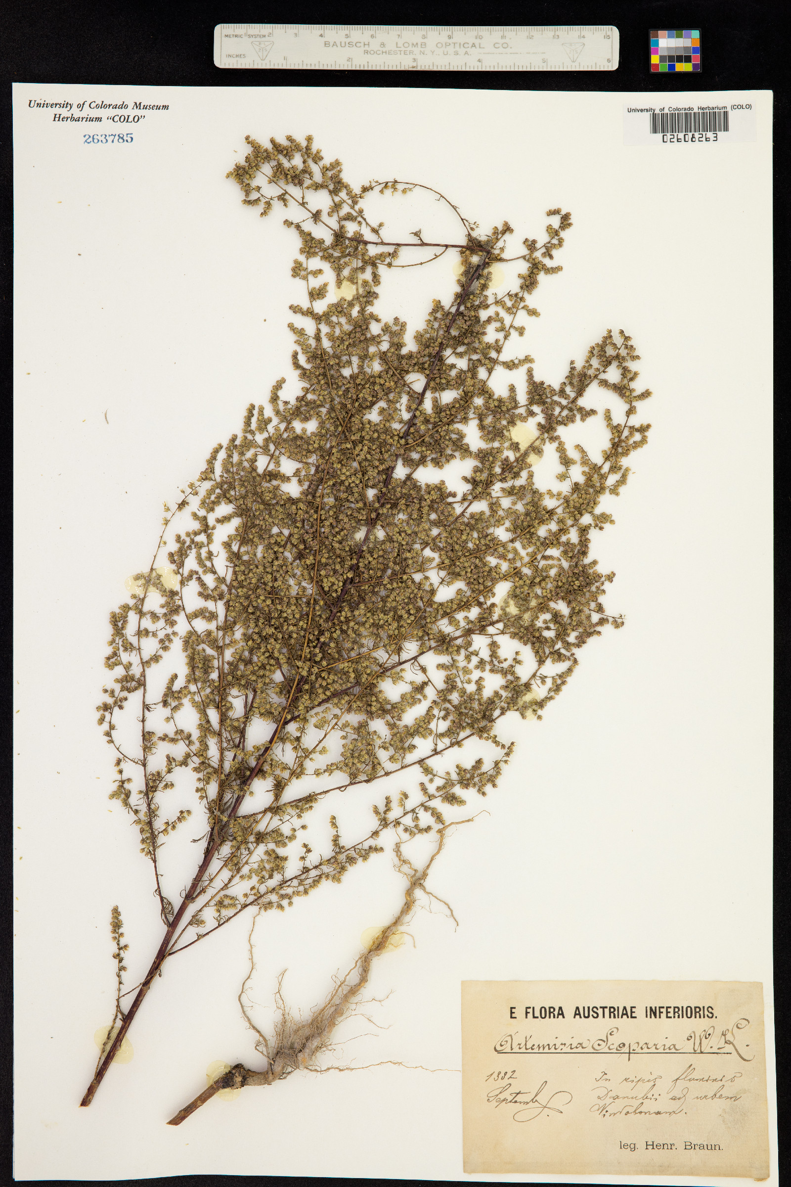 Artemisia scoparia image