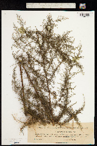 Image of Artemisia scoparia