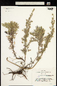 Artemisia sericea image