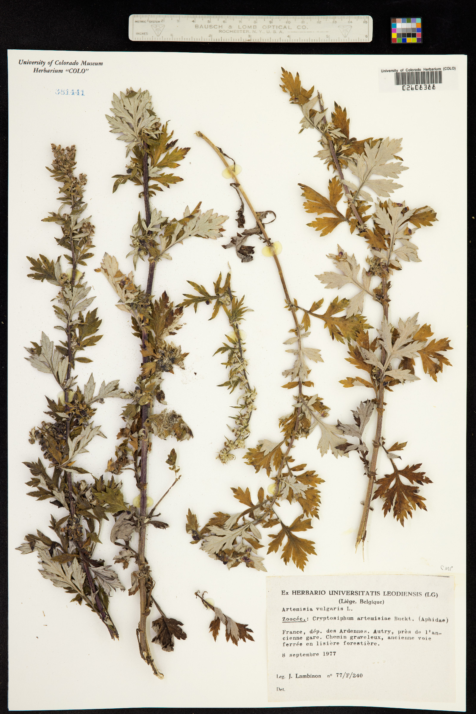 Artemisia vulgaris image