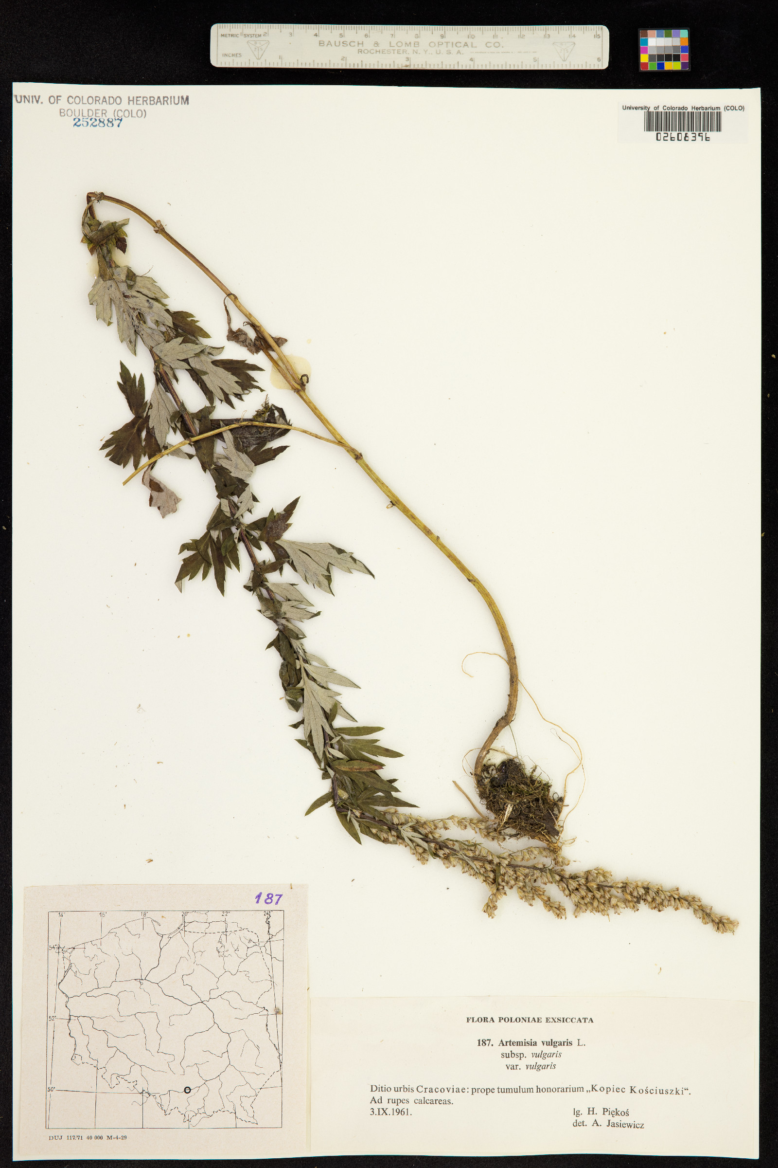 Artemisia vulgaris image