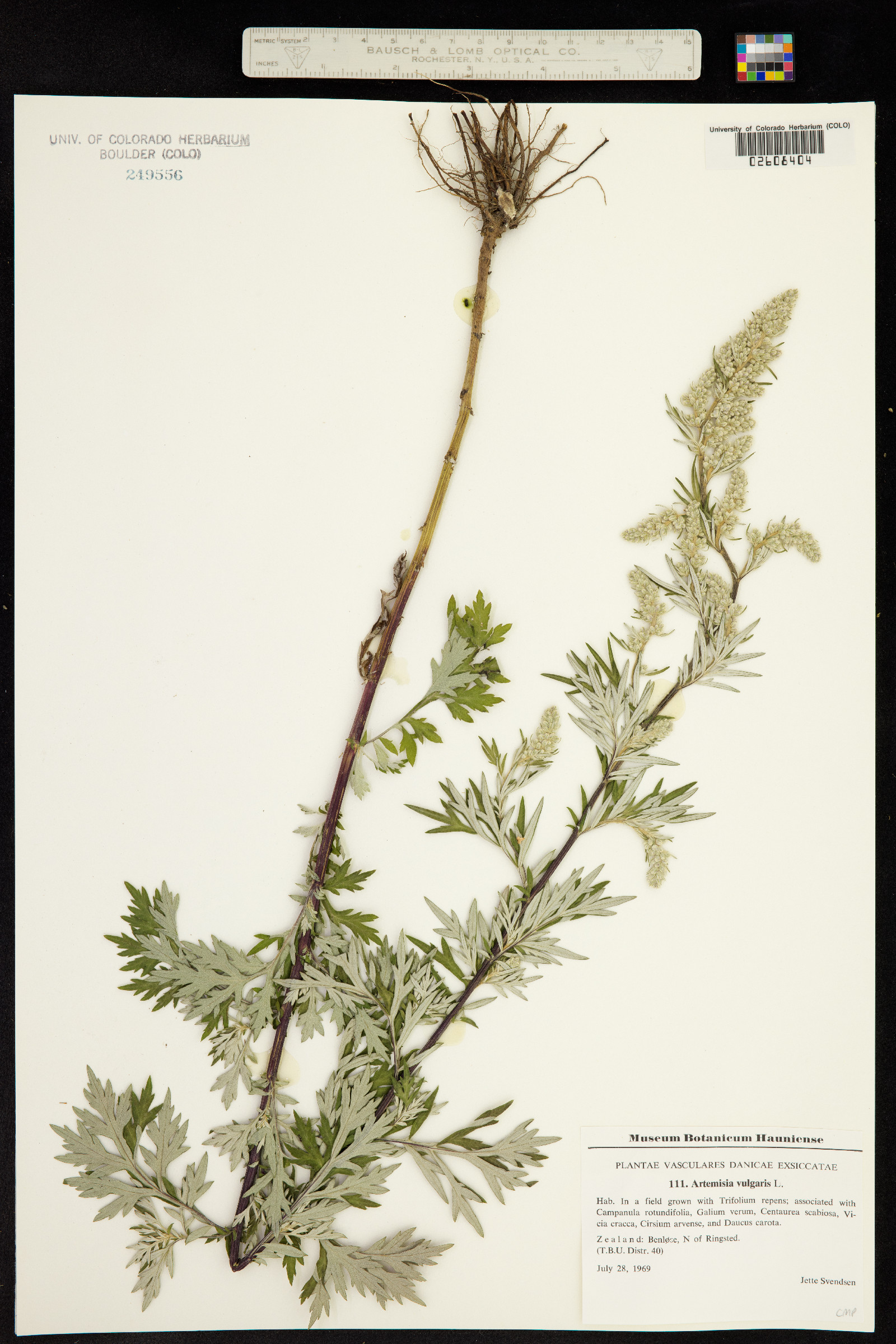 Artemisia vulgaris image