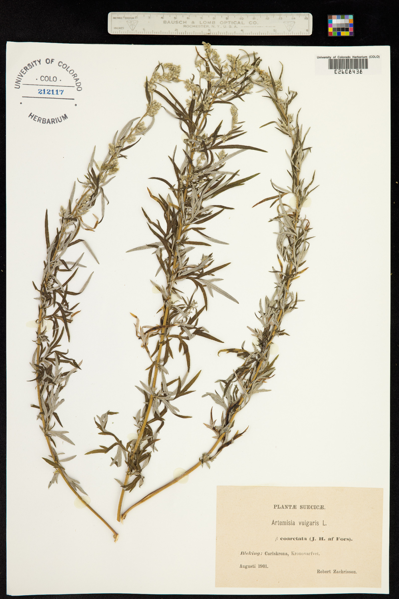 Artemisia vulgaris image