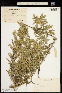Artemisia argyi image