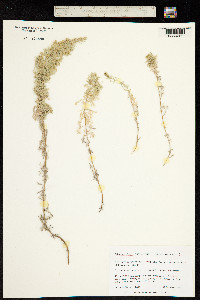 Image of Artemisia alpina