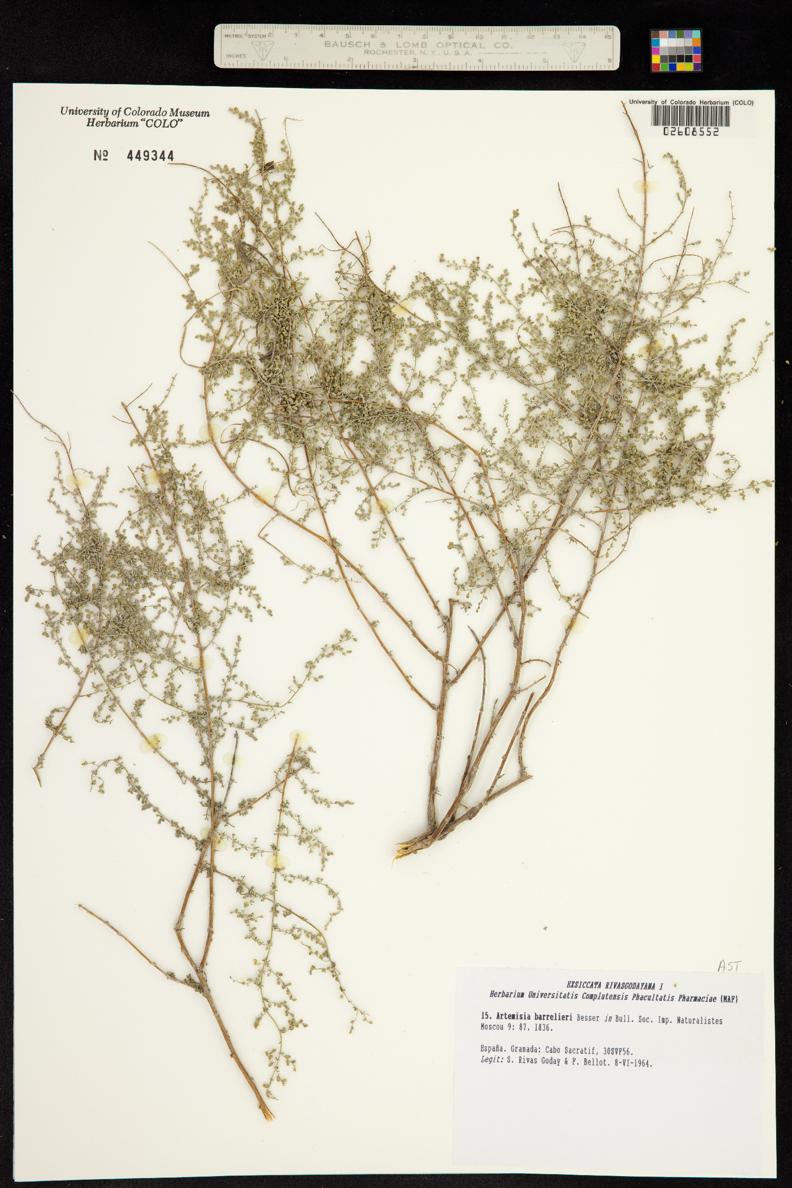 Artemisia barrelieri image