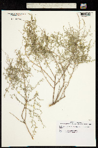 Image of Artemisia barrelieri