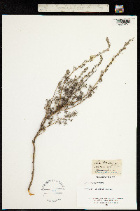 Artemisia alba image