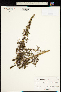 Artemisia carvifolia image