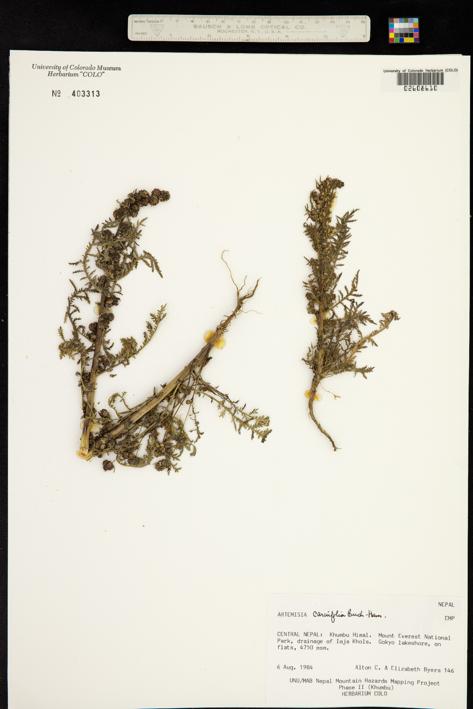 Artemisia carvifolia image