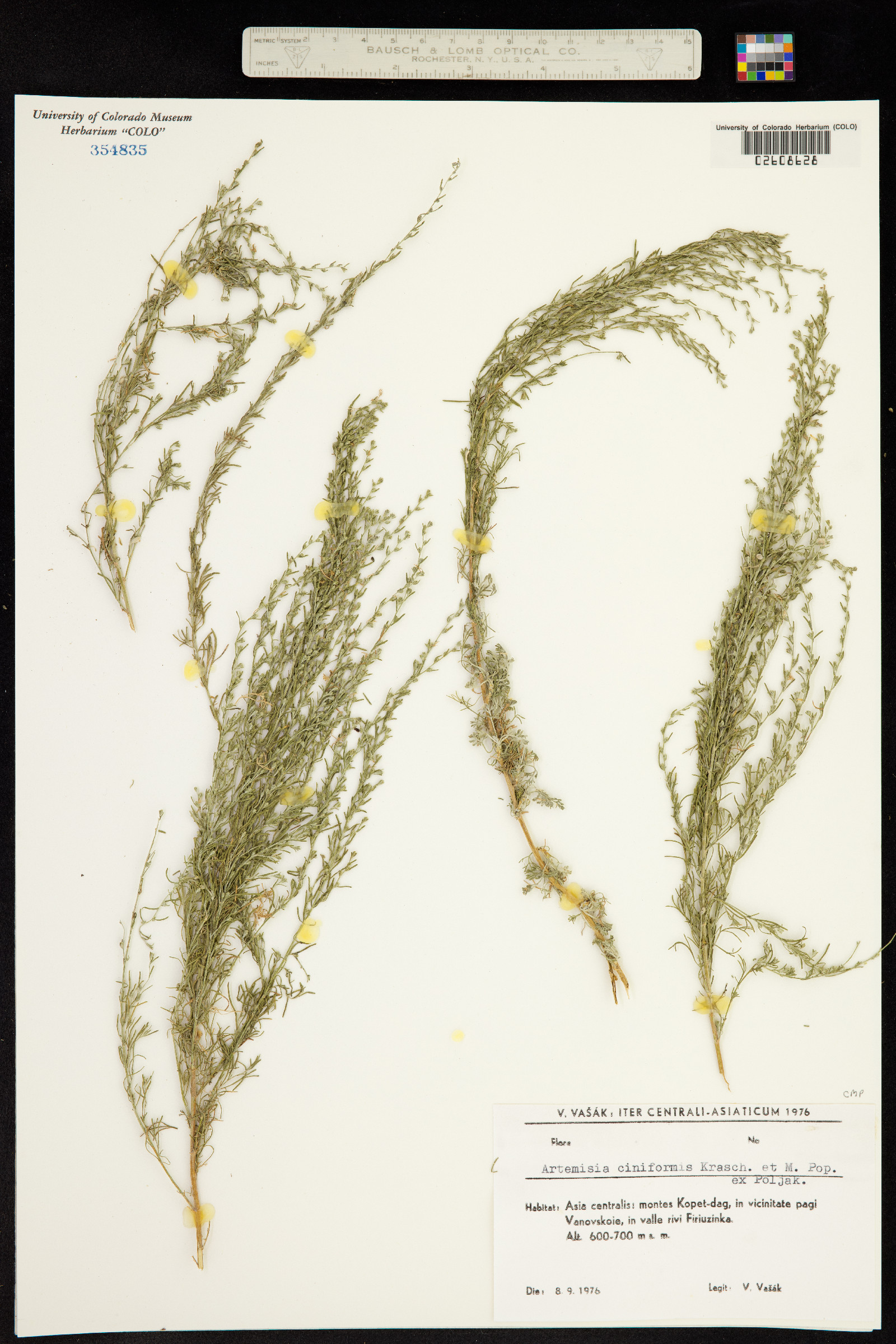 Artemisia ciniformis image