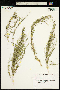 Image of Artemisia ciniformis