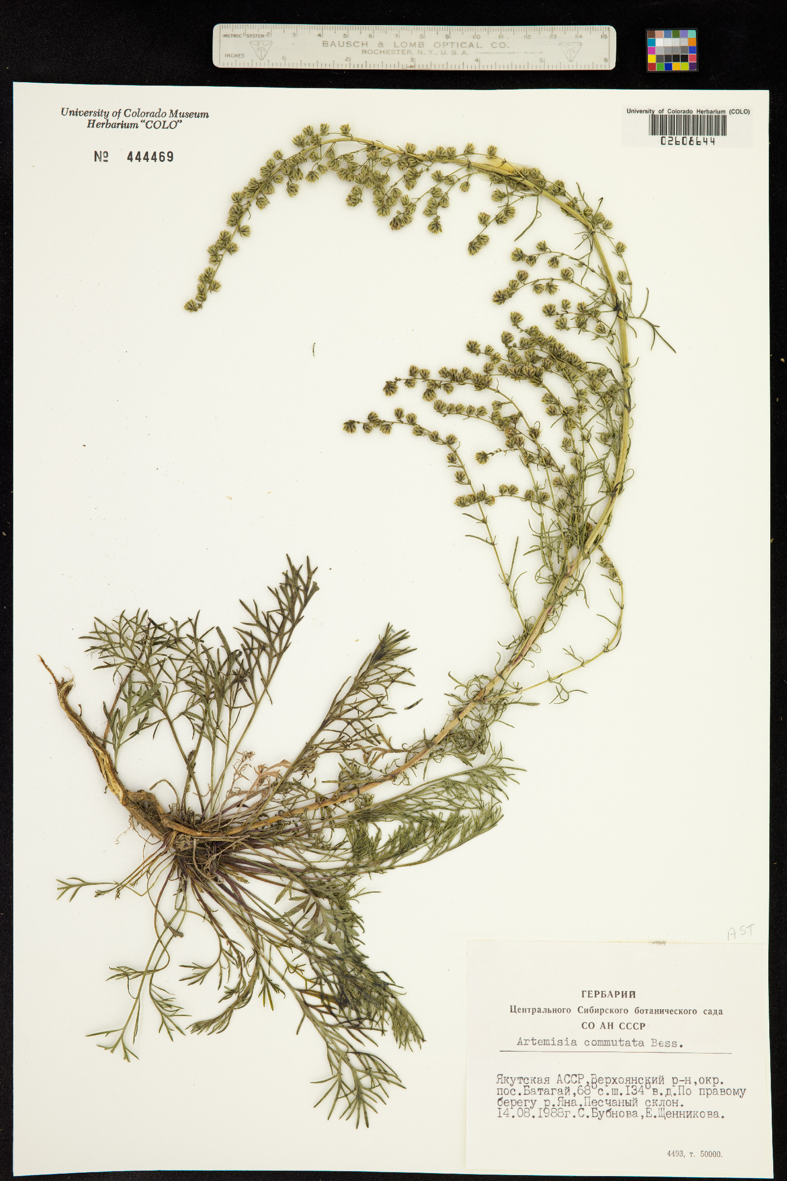 Artemisia commutata image
