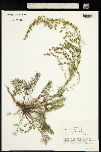 Artemisia commutata image