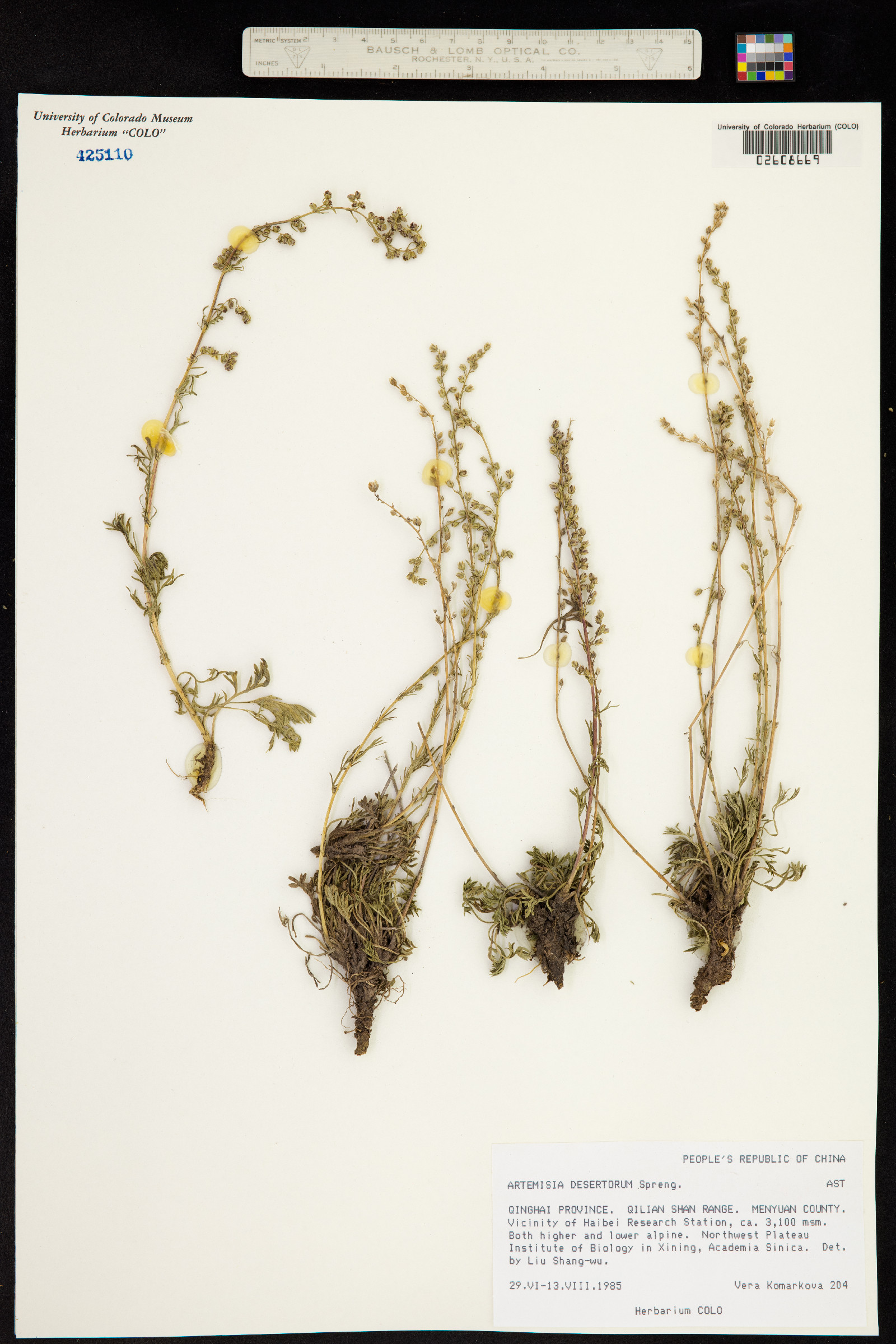 Artemisia desertorum image