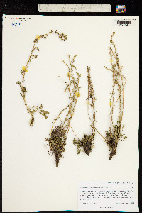 Artemisia desertorum image
