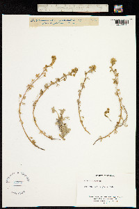 Image of Artemisia eriantha