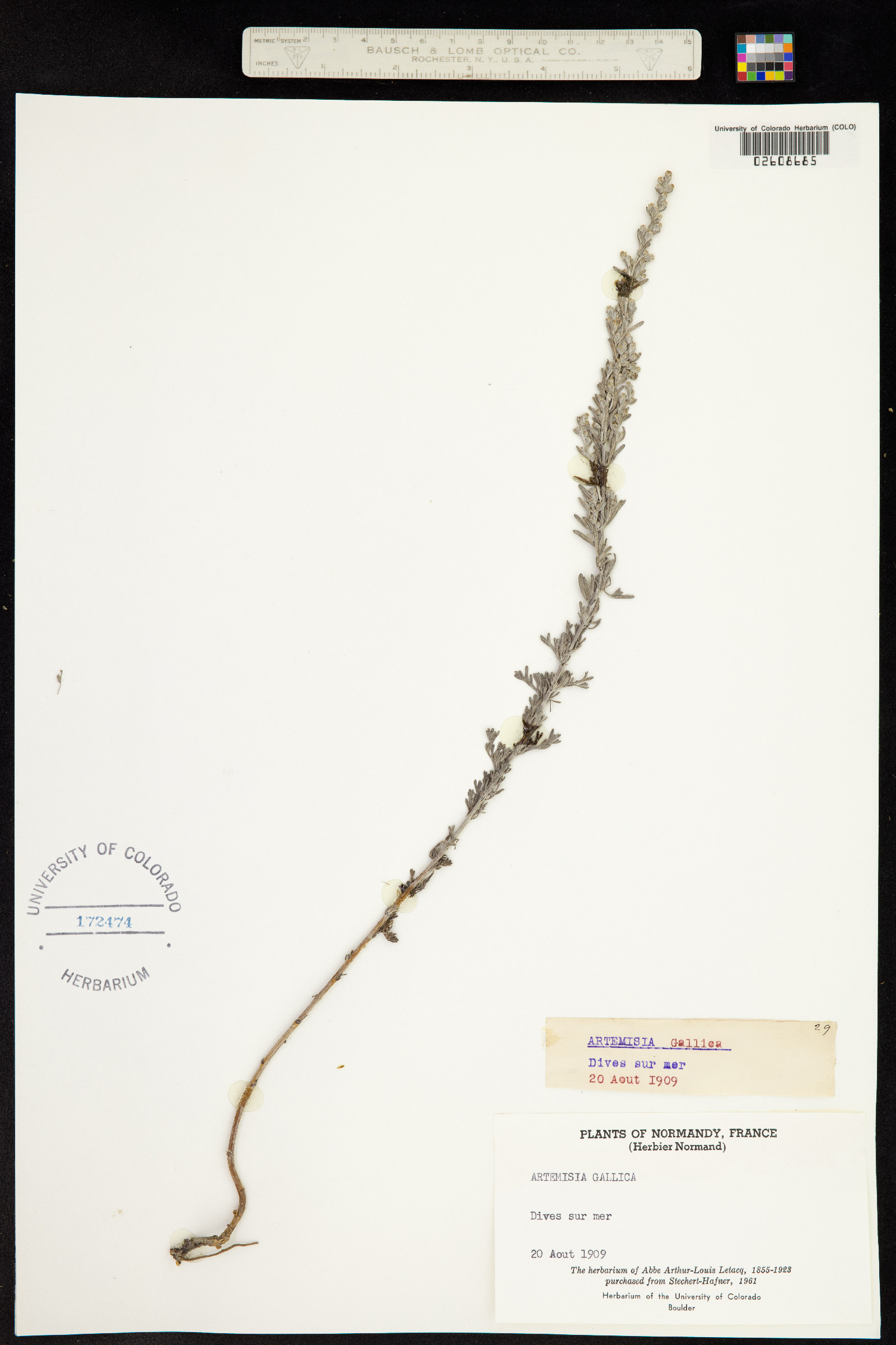 Artemisia gallica image