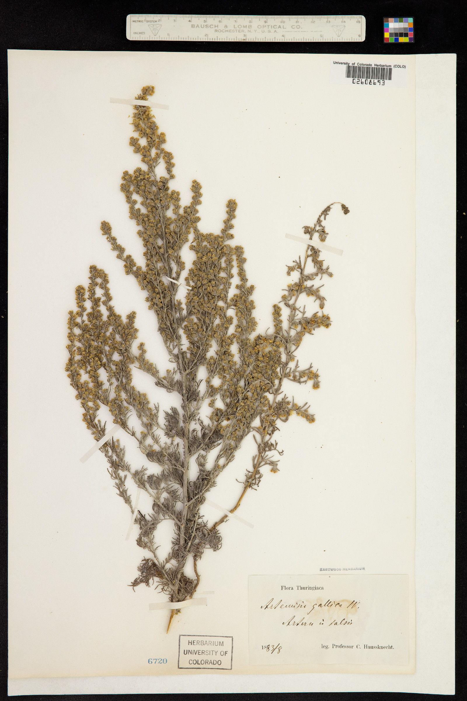 Artemisia gallica image